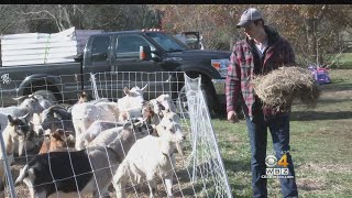 Livestock Sitter Watches South Shore Goats Chickens While Owners Are Away [upl. by Ettelracs]