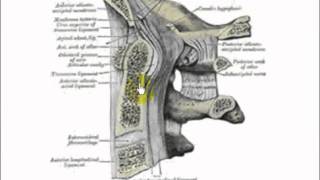 atlanto occipital joint 1 [upl. by Aniratac]