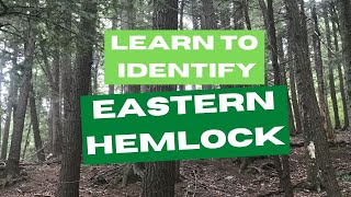 Learn to Identify Eastern Hemlock Trees [upl. by Laurentia509]