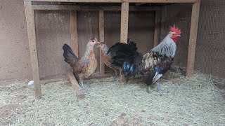 Flarry Eye Grey Henny Laced quotToppyquot Rooster and Hens [upl. by Sedecram]