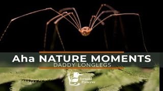 Aha Nature Moments Daddy Long Legs [upl. by Doralin]