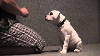 CLICKER TRAINING 9 WEEK OLD AMERICAN BULLDOG PUPPY [upl. by Jazmin]