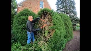 Boxwood pruning in summer how to cut back a big boxwood summer vs winter [upl. by Arinaj]