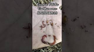 Eisenia Fetida Earthworms With eggs farming blackgold agribusiness business agriculture [upl. by Taddeusz]