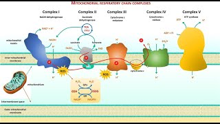 2 Cell biology  Electron Transport Chain ETC شرح بالعربي [upl. by Viridis]