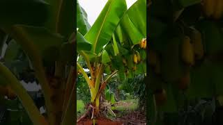 Small Plant to a Banana Tree Transition story transition [upl. by Orth]