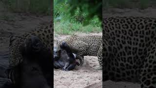 Leopard Struggles to Drag Huge Wildebeest [upl. by Yelmene307]