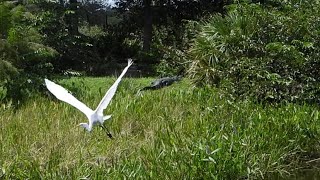 Great Egrets Flies Away as Alligator Sun Bathes [upl. by Ahsiloc962]