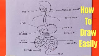 How to draw diagram of human digestive system easily  step by step [upl. by Veno]