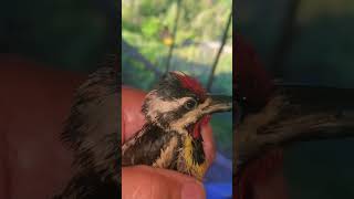 yellow bellied sapsucker rescue [upl. by Amalie]