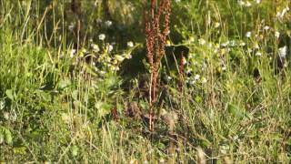 Vroege Vogels  Jonge patrijzen [upl. by Berners]