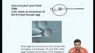 Mod09 Lec35 Transgenic animals [upl. by Ensign]