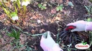 How to Divide Snowdrop Bulbs [upl. by Brewster]