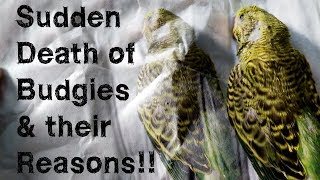 Reasons of Sudden Death of Budgies  Paralysis in Budgies Symptoms and Reasons [upl. by Aenneea]