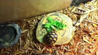 Marginated tortoise setup [upl. by Lunt843]