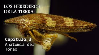 ENTOMOLOGÍA  Los Herederos de la Tierra  cap 3 Anatomía del Tórax insectos anatomía evolution [upl. by Cornie]