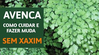 Como fazer muda de Avenca sem xaxim [upl. by Aleydis]