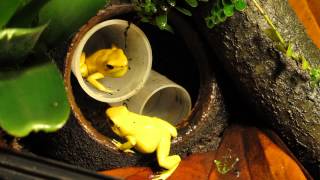 Phyllobates Terribilis calling [upl. by Boice694]