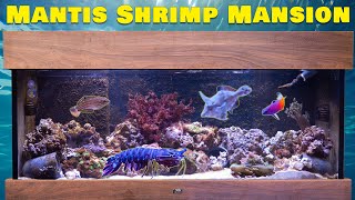 Mantis Shrimp Mansion Bruces Epic Tank Upgrade 🏰🦐 [upl. by Frederico]