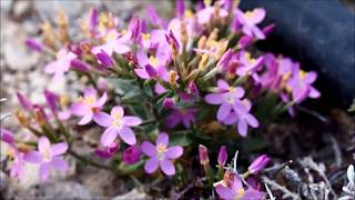 Flora  Gentianaceae Centaurium mairei [upl. by Donella]