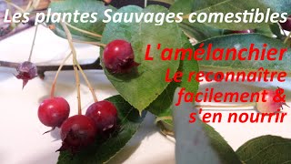 Les Plantes Sauvages Comestibles  Reconnaître facilement LAmélanchier [upl. by Skcirdnek]