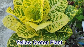 Yellow Croton Plant Care [upl. by Benkley]