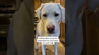 its me archer How could you do this to me seriouslytho dogsoftiktok doglover funnydo [upl. by Essa17]