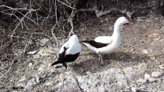 Nazca Booby Mating Ritual [upl. by Columba]