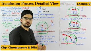 Translation  Protein Synthesis  Step wise  Lecture 9 [upl. by Hadihahs]