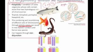 Polyploidy leads to speciation IB Biology [upl. by Duane]