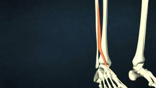 extensor hallucis longus 4x3 2000k [upl. by Nnyletak]