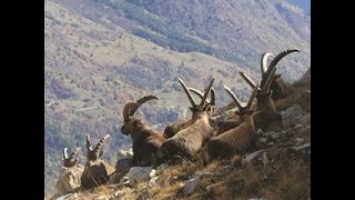 Bouquetins et chamois Vercors Ibex rupicapra [upl. by Sproul]