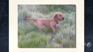 Basset Fauve de Bretagne Dog breed [upl. by Bevvy]