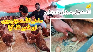 Aur Anday Wali Murghia Kharid Li Bought More Lohmann Brown Egg Laying Chickens [upl. by Ojyllek]