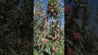 APPLE ORCHARDS shorts apple farm farming fruit [upl. by Sanger]