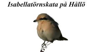 Rare Isabelline Shrike Spotted in Bohuslän Wildlife Filmmaking Nature [upl. by Ardeth620]