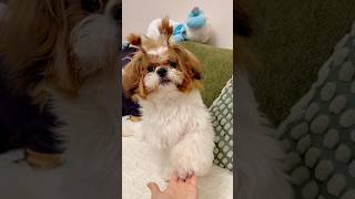 💗 The Most Polite Dog Pigtails and a Perfect Handshake shihtzu pets puppy [upl. by Sundin554]