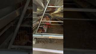 Atype Automated Laying Hen Cage System for 10000 Chickens in One Shed Poultry Farm in Uganda [upl. by Iur80]