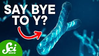 Why Y Chromosomes Might Disappear [upl. by Butch]