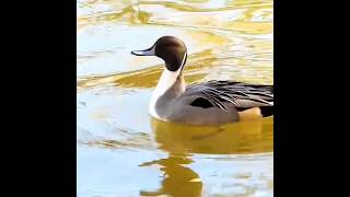 3D pintail video  pintail lovers  duck hunting hunting in Pakistan new hunting video foryou [upl. by Brock]