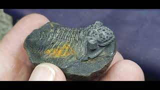 TRILOBITE MALVINELLA [upl. by Ankeny]