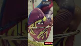 quotHow does your heart pump blood 3danimation ❤️ HumanAnatomy HeartHealth CirculatorySystemquot [upl. by Dannica642]