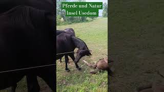 PFERDE und NATUR  Insel Usedom  Auf der Sonneninsel Usedom an der Ostsee [upl. by Sykes]