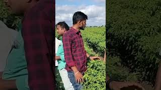 Field Gadwal district farmers nmragriculture Agriculture vision shorts [upl. by Neela]