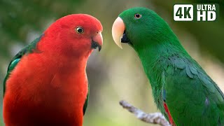 THE MAGICAL WORLD OF PARROTS  WONDERFUL RELAXING SOUNDS  BIRDS SOUNDS  SOOTHING NATURE [upl. by Huei]