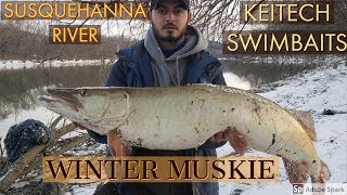 Catching Winter Muskie on the Susquehanna River using Swimbaits [upl. by Freyah]