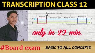 TRANSCRIPTION CLASS 12 BIOLOGY  TRANSCRIPTION  MOLECULAR BASIS OF INHERITANCE [upl. by Nofpets]