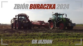 🔻Zbiór buraczka 2024 🔻🇵🇱GR Jazdon🇵🇱🔻 Opis‼️🔻 [upl. by Spector175]