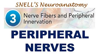 Chp03 Peripheral Nerves  Snells NeuroAnatomy  Dr Asif Lectures [upl. by Farrah79]