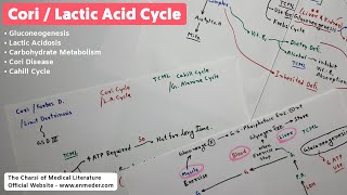 Cori Cycle  Biochemistry Lectures  TCML [upl. by Octavian]